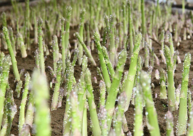 秋田の豊かな自然と寒暖差のある気候で育てられ、シャキッとした食感と濃厚な甘みが特徴です。新鮮なアスパラは、グリルや炒め物、サラダなど、さまざまな料理で楽しむことができ、栄養価も高く、健康的な食事にぴったりです。